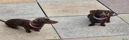 Dachshund dogs for sale: 2 girl puppies  - Advert 1