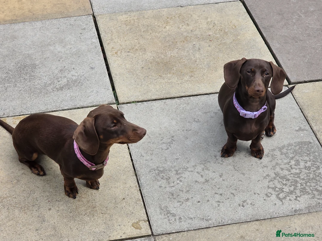 Dachshund dogs for sale: 2 girl puppies  - Advert 1