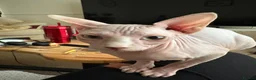 Sphynx cats for sale: 9 month old sphynx male  - Advert 13
