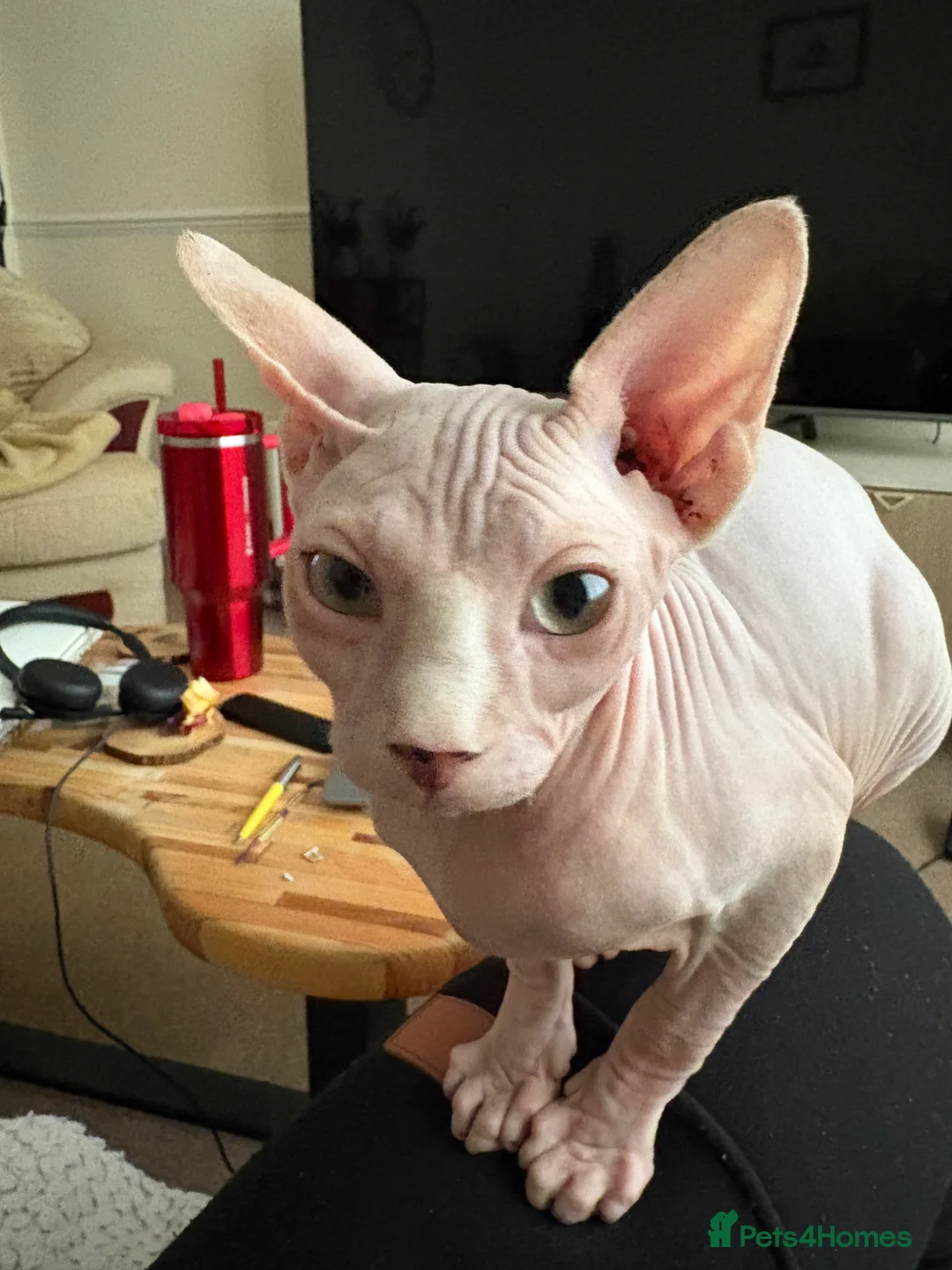 Sphynx cats for sale: 9 month old sphynx male  - Advert 13