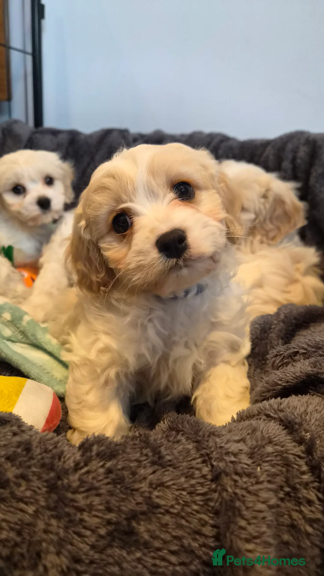 Cavachon dogs for sale: Gorgeous Cavachon puppies  - Advert 11