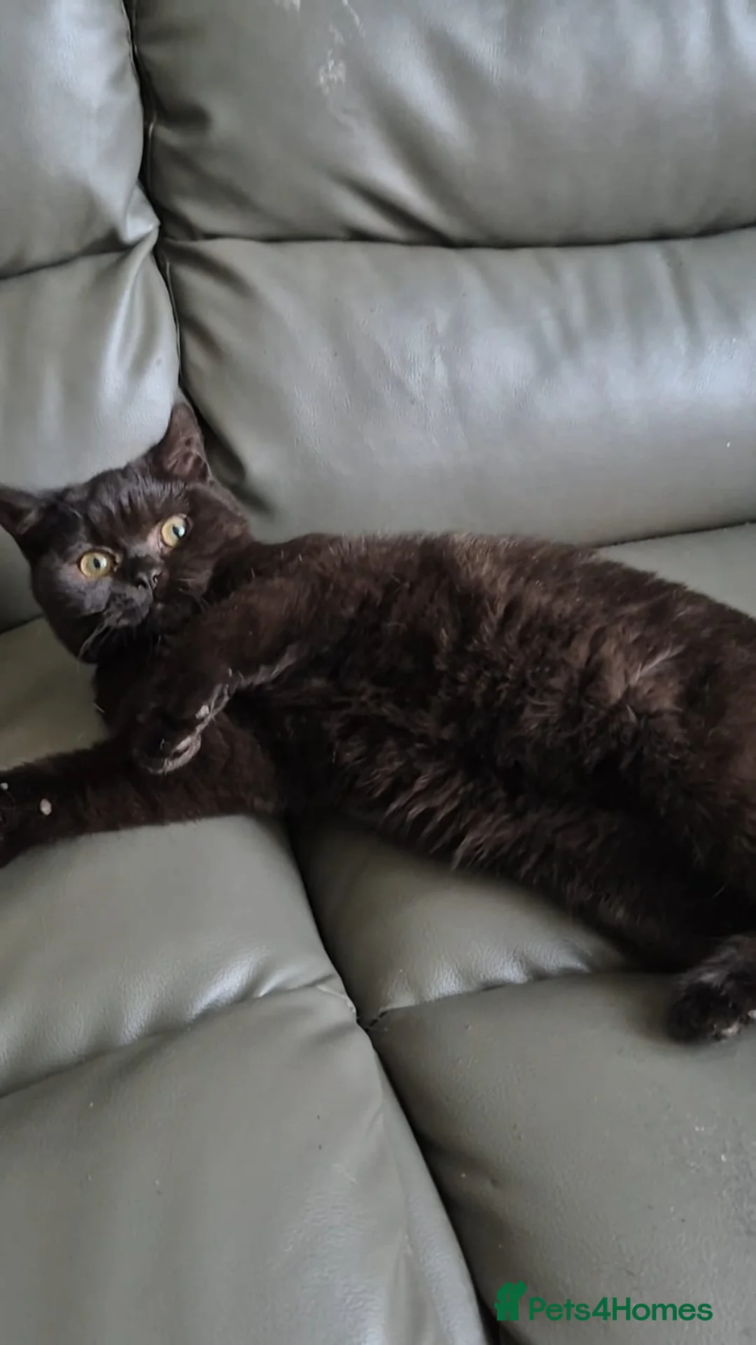 British Shorthair cats for sale: Bsh black girl,*ready to leave* - Advert 9