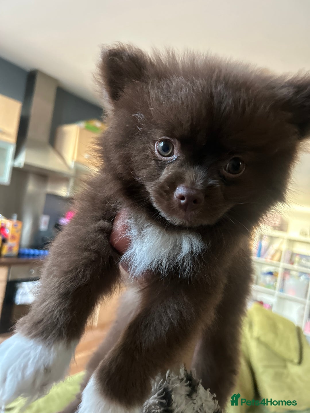 Pomeranian dogs for sale: 1 stunning rare markings Pom ready now  - Advert 38