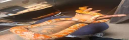 Corn Snake reptiles for sale: Carolina Corn Snake in Stanford-le-Hope - Advert 1