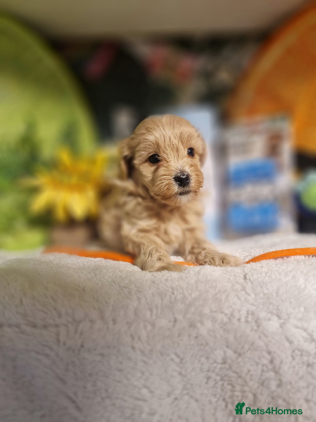 Maltipoo dogs for sale: Maltipoo  - Advert 12