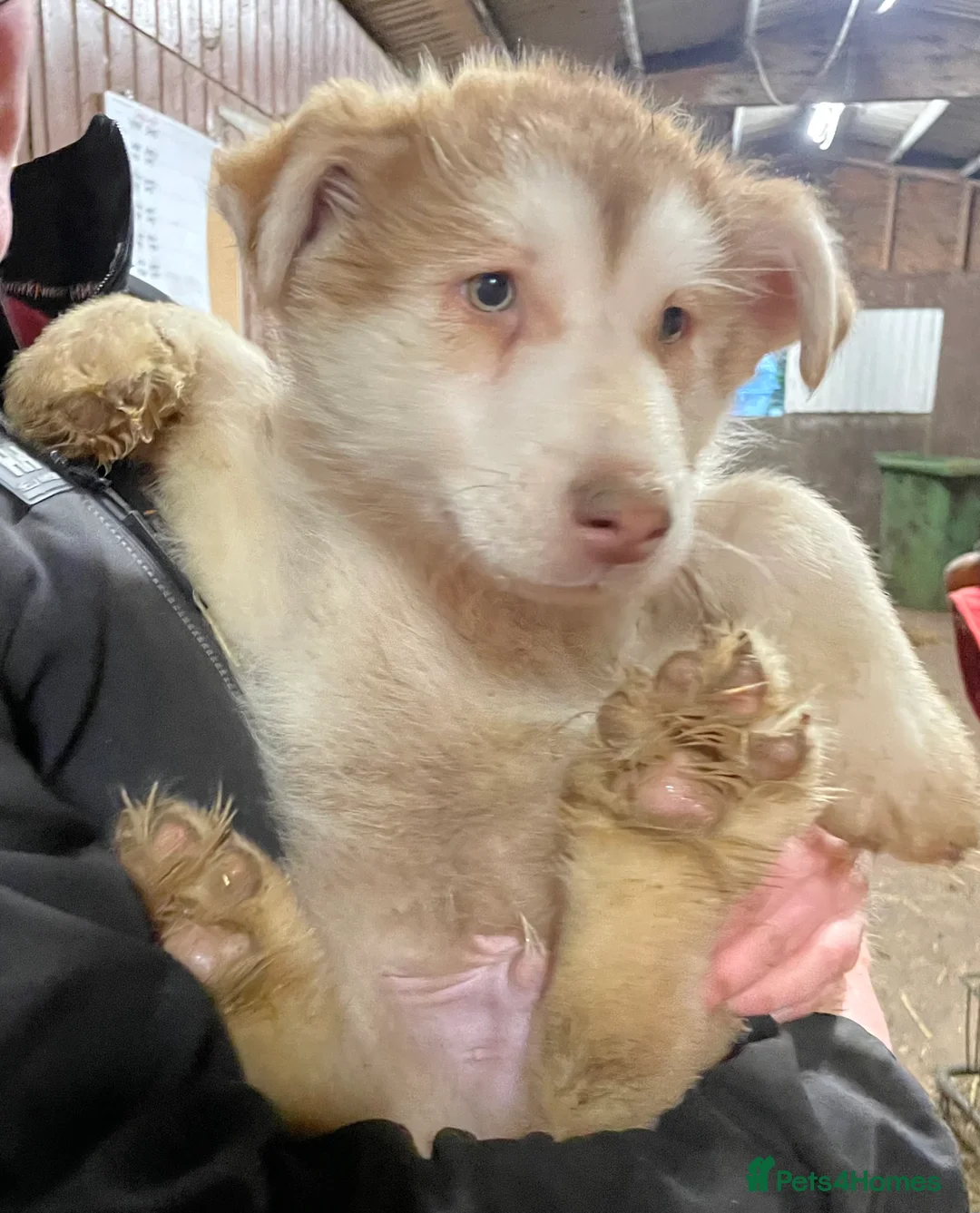 Shepsky dogs for sale: German Shepherd cross Husky Puppies  - Advert 13