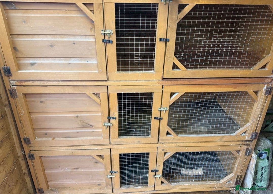 Mini Lop rabbits for sale: Beloved mini lops looking for new homes  - Image 2