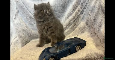 Persian cats - Advert 6