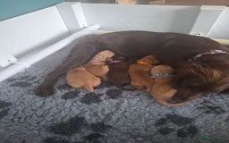 Cocker Spaniel dogs for sale: Working Cocker Spaniel Pups parents DNA tested - Image 13