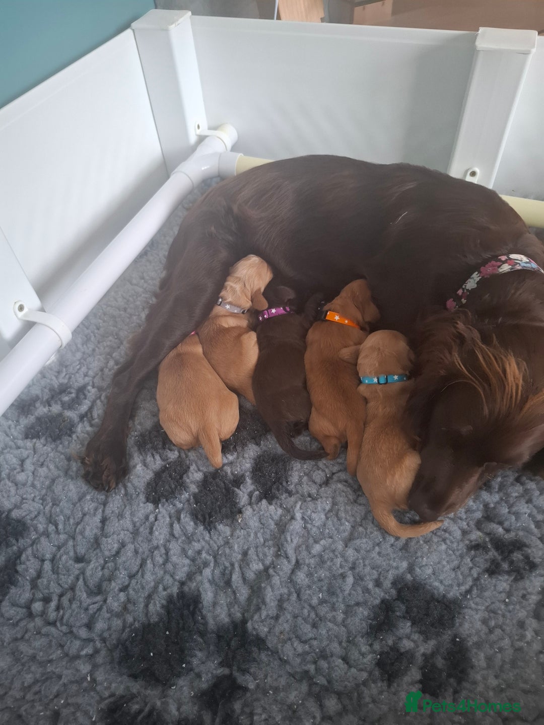 Cocker Spaniel dogs for sale: Working Cocker Spaniel Pups parents DNA tested - Image 13