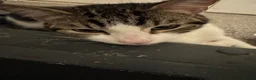 Mixed Breed cats for sale: Gentle & Sweet Adult Cats – Leaf, Yin & Big Boy - Advert 4