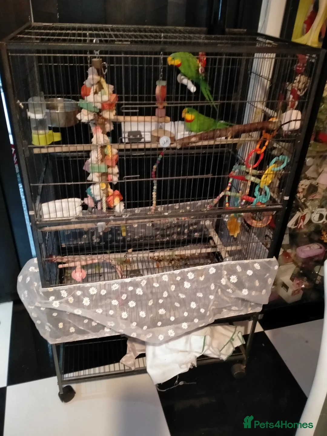 Parakeets birds for sale: Australian Barraband Parakeets - Advert 2