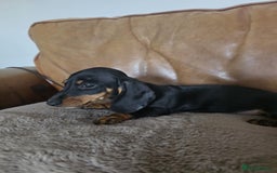Miniature Dachshund dogs for sale: Mini dachshund boy and girl  - Image 5