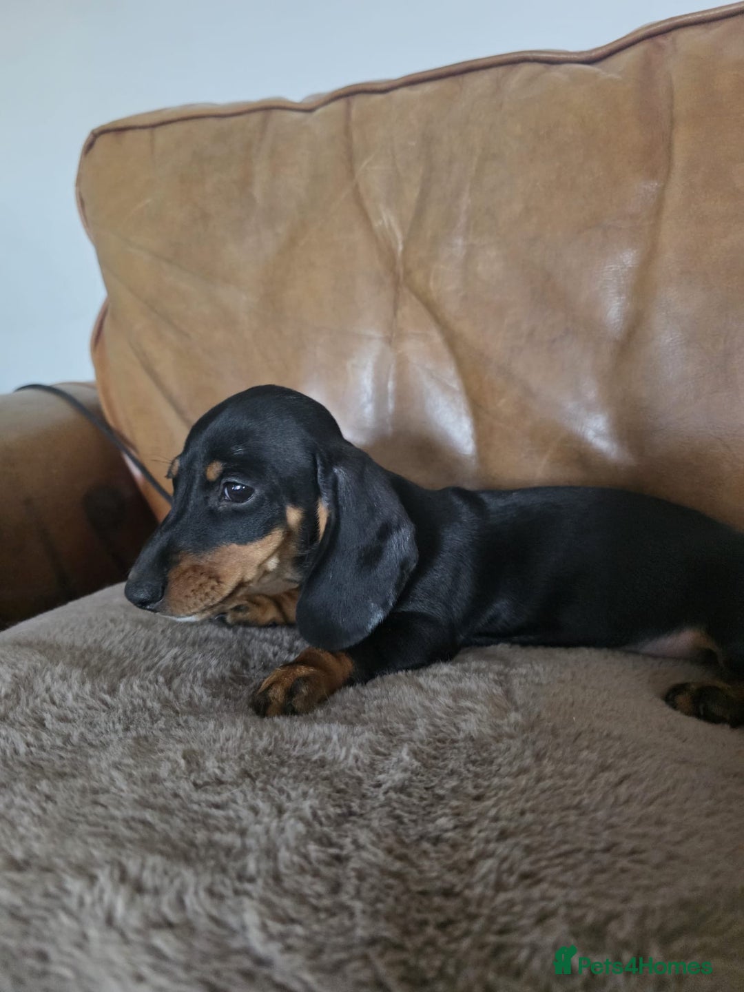 Miniature Dachshund dogs for sale: Mini dachshund boy and girl  - Image 5