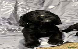 Cocker Spaniel dogs for sale: Beautiful puppy’s  - Image 9