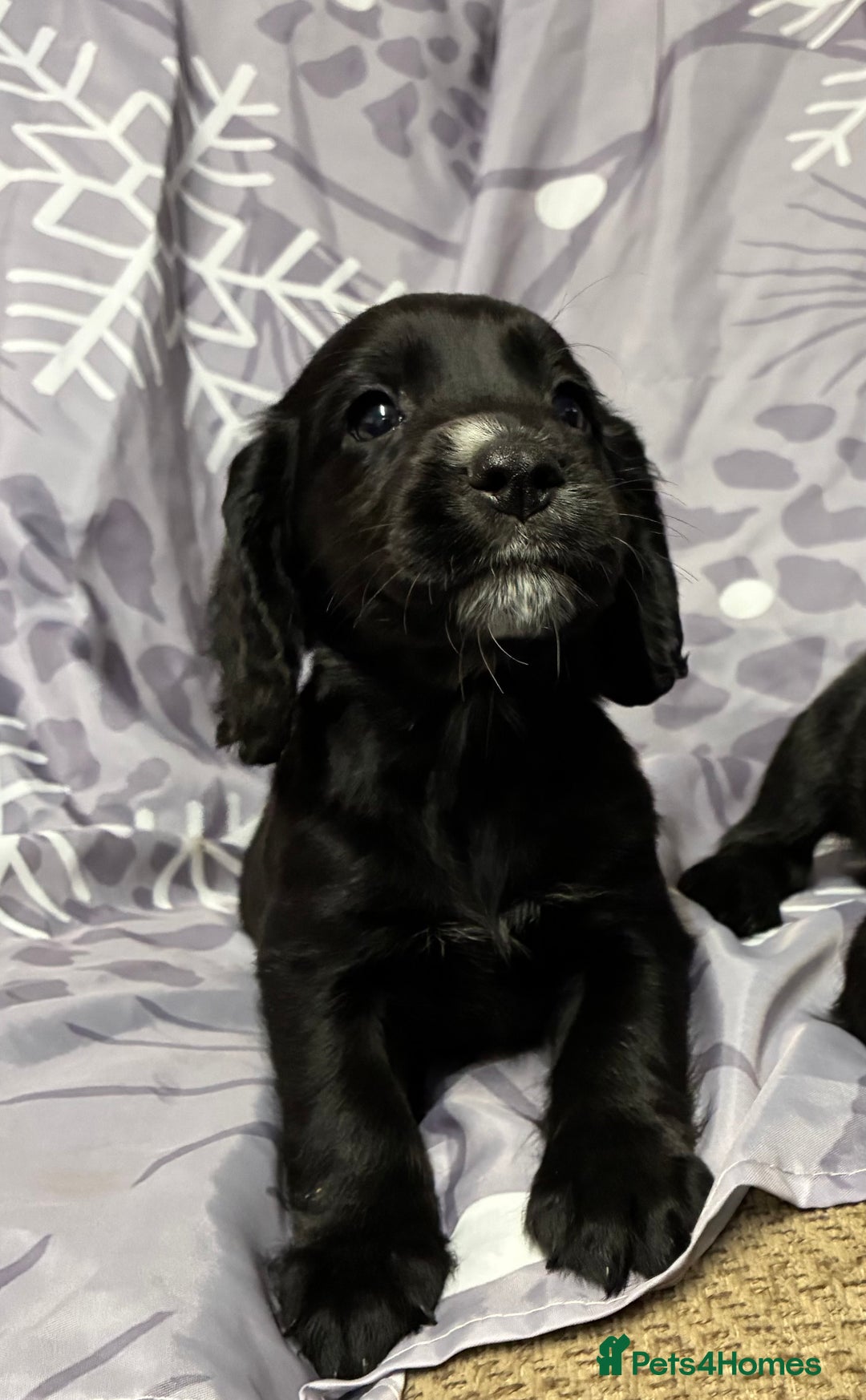 Cocker Spaniel dogs for sale: Beautiful puppy’s  - Image 9