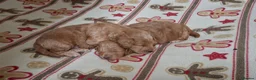 Cockapoo dogs for sale: Beautiful Red F1b Male Cockapoo - Advert 9