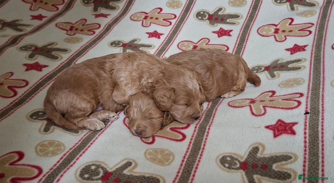 Cockapoo dogs for sale: Beautiful Red F1b Male Cockapoo - Advert 9