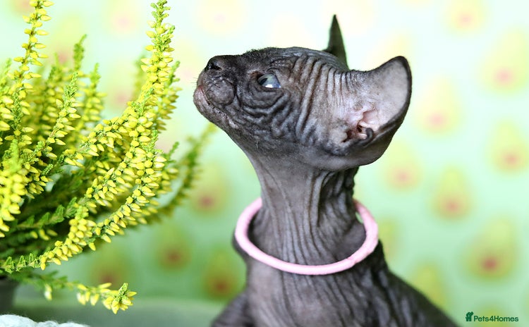 Sphynx cats - Advert 1