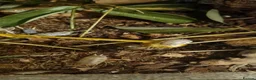 Isopods invertebrates for sale: Dairy Cow Isopods in Newtownabbey - Advert 4