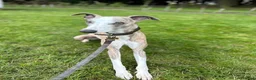 Whippet dogs for stud: Proven Pedigree racing whippet stud  in Alfreton - Advert 4