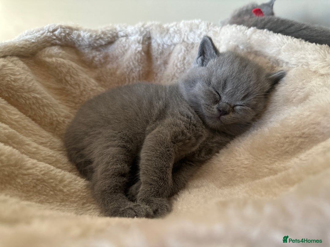 British Shorthair cats for sale: BEAUTIFUL BRITISH SHORTHAIR KITTENS - Image 22