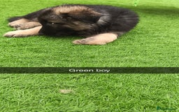 German Shepherd dogs for sale: German Shepherd puppies - Image 15