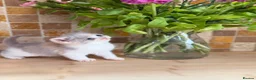 British Shorthair cats for sale: Full Pedigree/Registered BSH from £995 - Advert 3