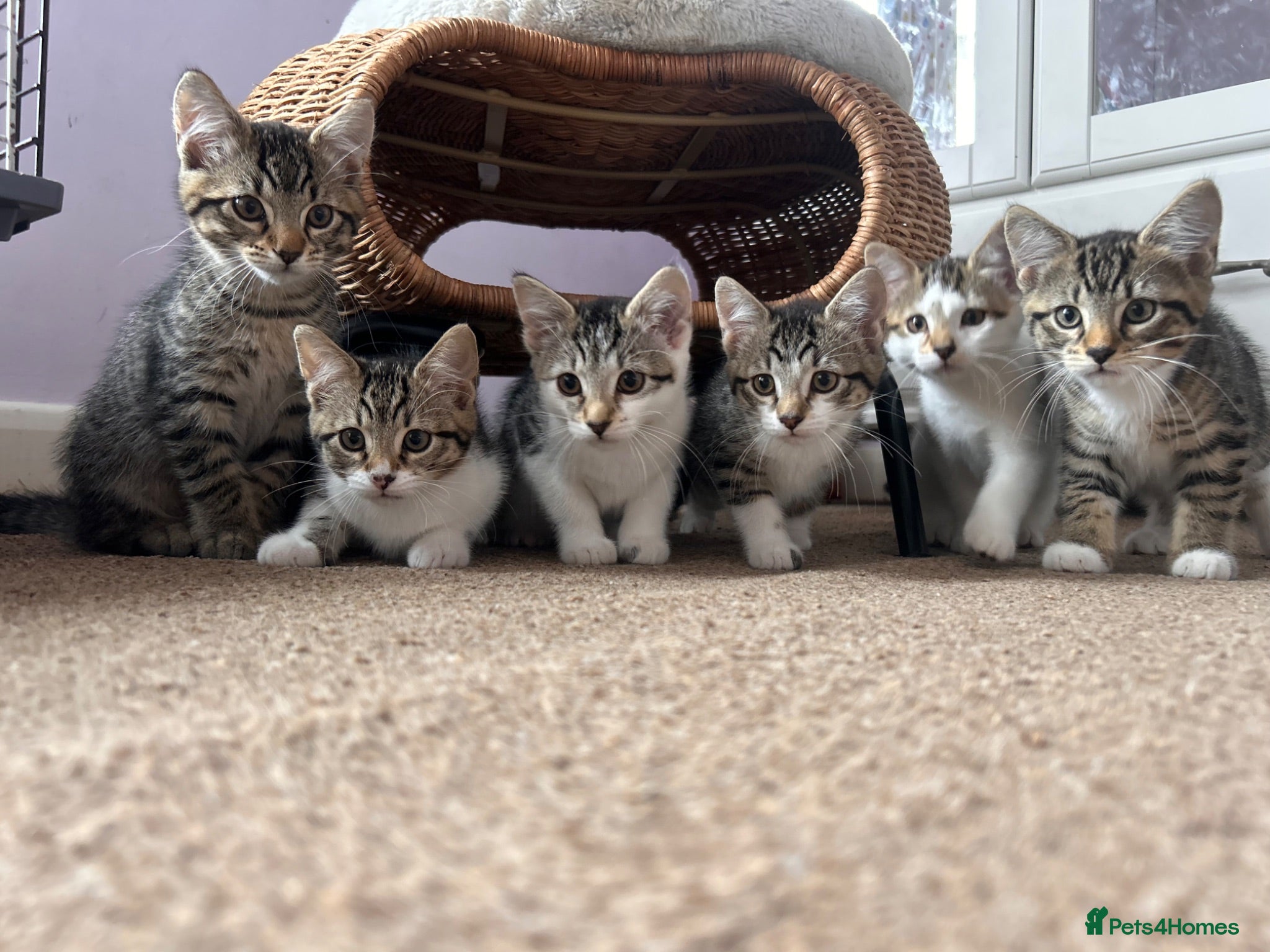 Mixed Breed cats Beautiful fluffy kittens  - Advert 5