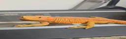 Bearded Dragon reptiles for sale: Bearded dragon - Advert 1