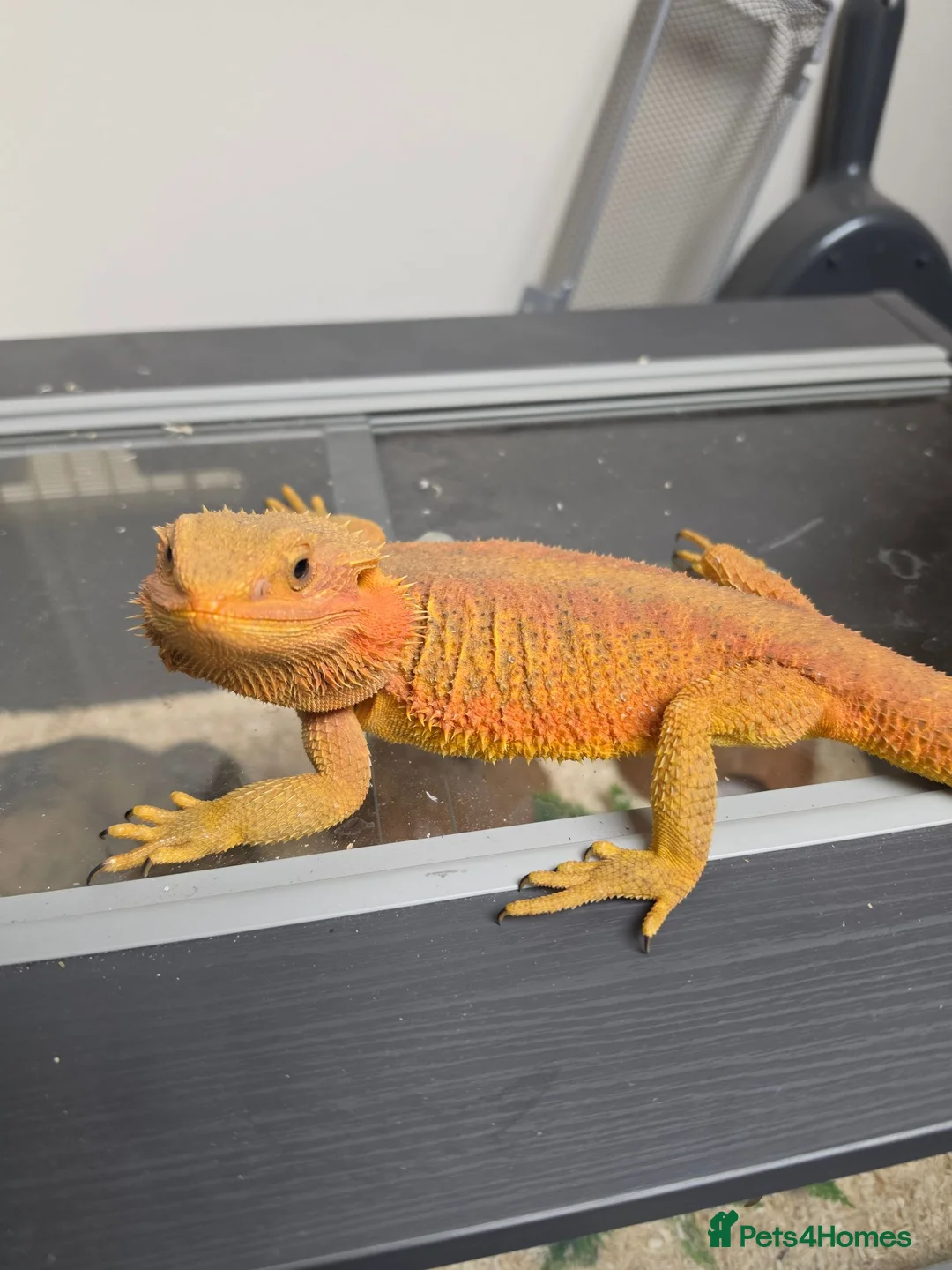 Bearded Dragon reptiles for sale: Bearded dragon - Advert 1