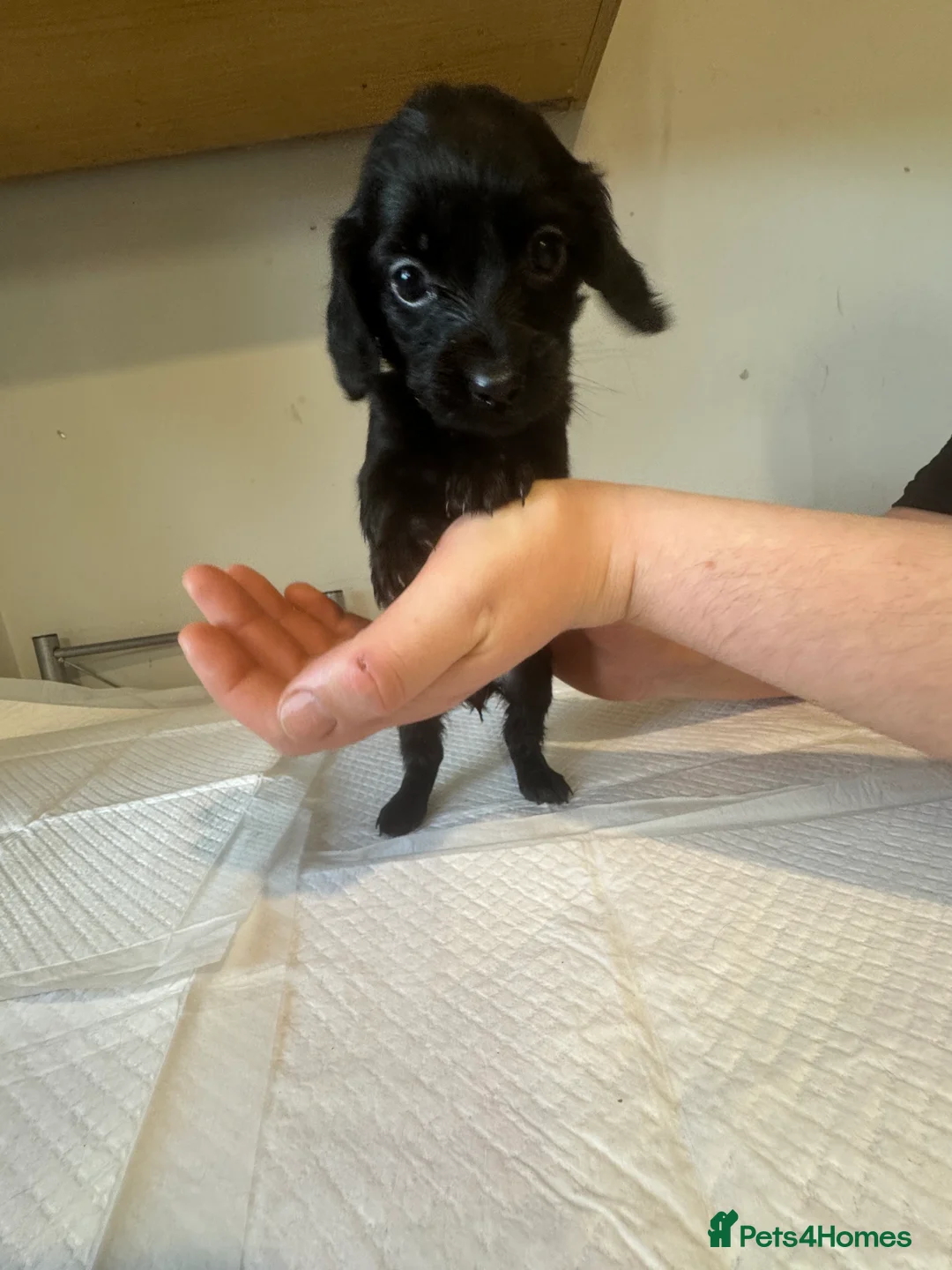 Doxiepoo dogs for sale: Doxiepoo pups  - Advert 16