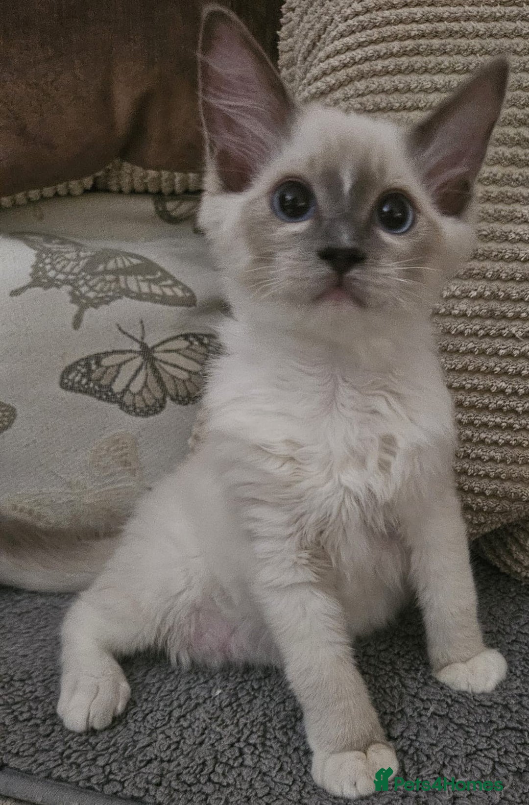 Ragdoll cats for sale: Gorgeous GCCF registered kittens - Image 4