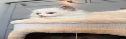 Ragdoll cats for sale: Premium Quality✨️🏆 TICA Reg European Ragdolls 🩷  - Advert 13
