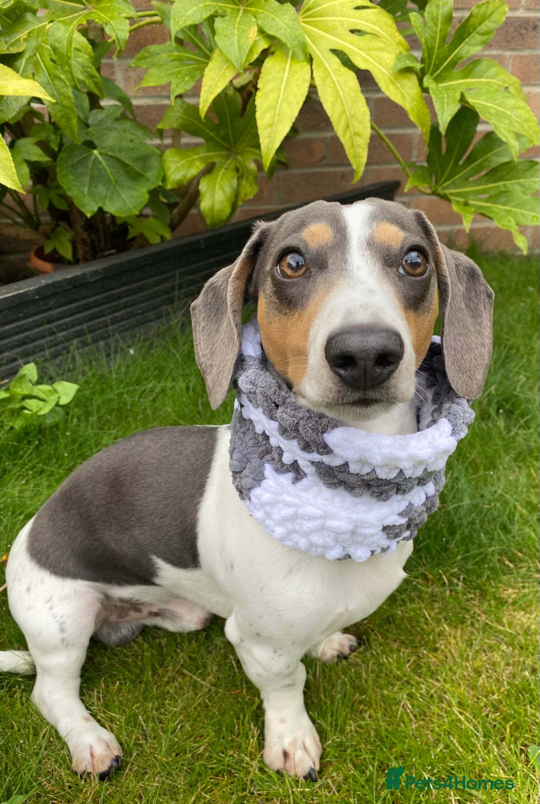 Miniature Dachshund dogs for sale: Almost ready to leave!Amazing Miniature Dachshunds in Doncaster - Image 22