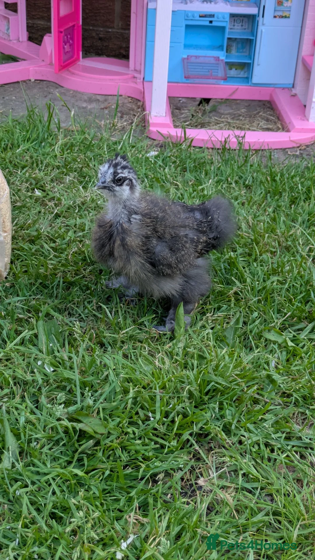 Chickens poultry for sale: Silkie partridge rooster  - Advert 2