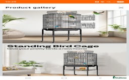 Lovebirds birds for sale: Unsexed lovebird - Advert 3