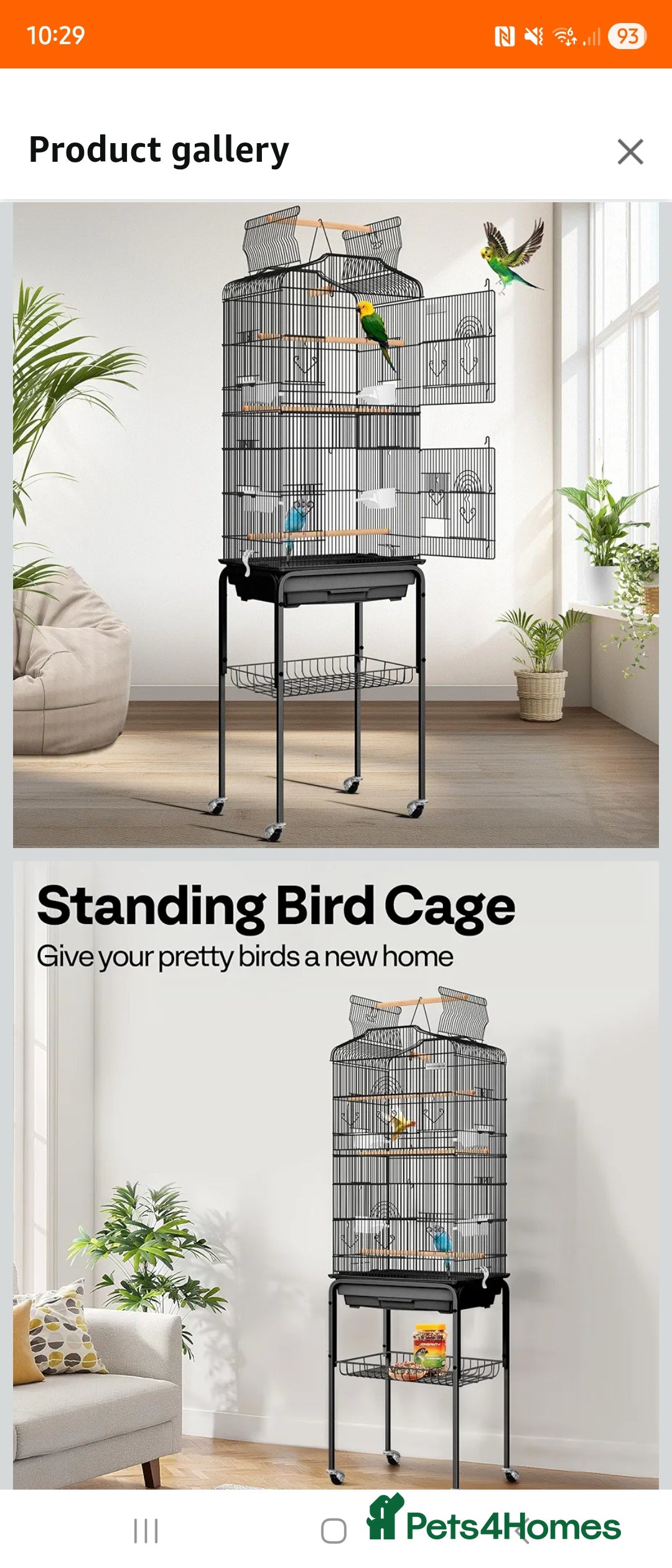 Lovebirds birds for sale: Unsexed lovebird - Advert 3