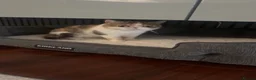 Exotic cats for sale: Cute male exotic shorthair kitten - Advert 5
