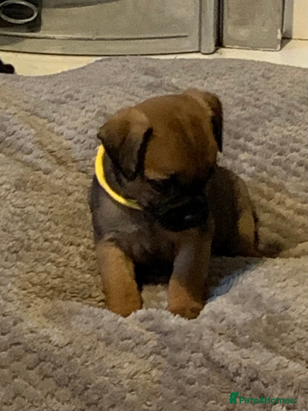 Border Terrier dogs for sale: Healthy Companions KC registered  - Advert 6