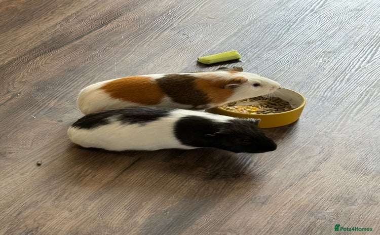 Guinea Pig rodents - Advert 1