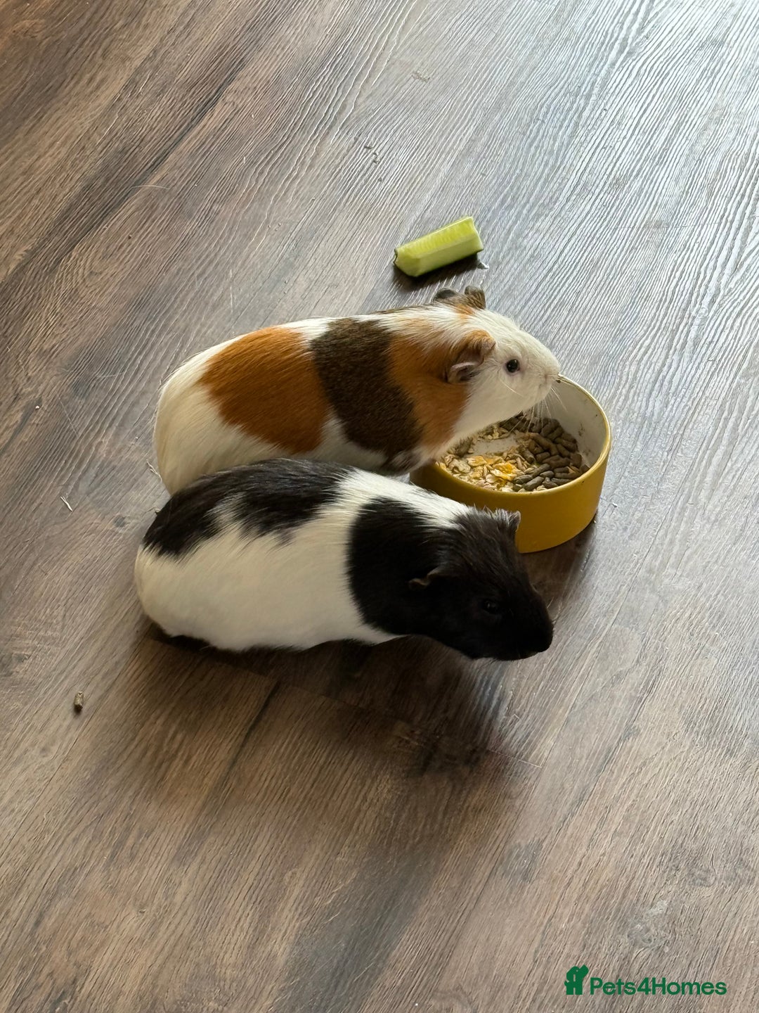 Guinea Pig rodents for sale: 2 bonded brothers  - Image 1
