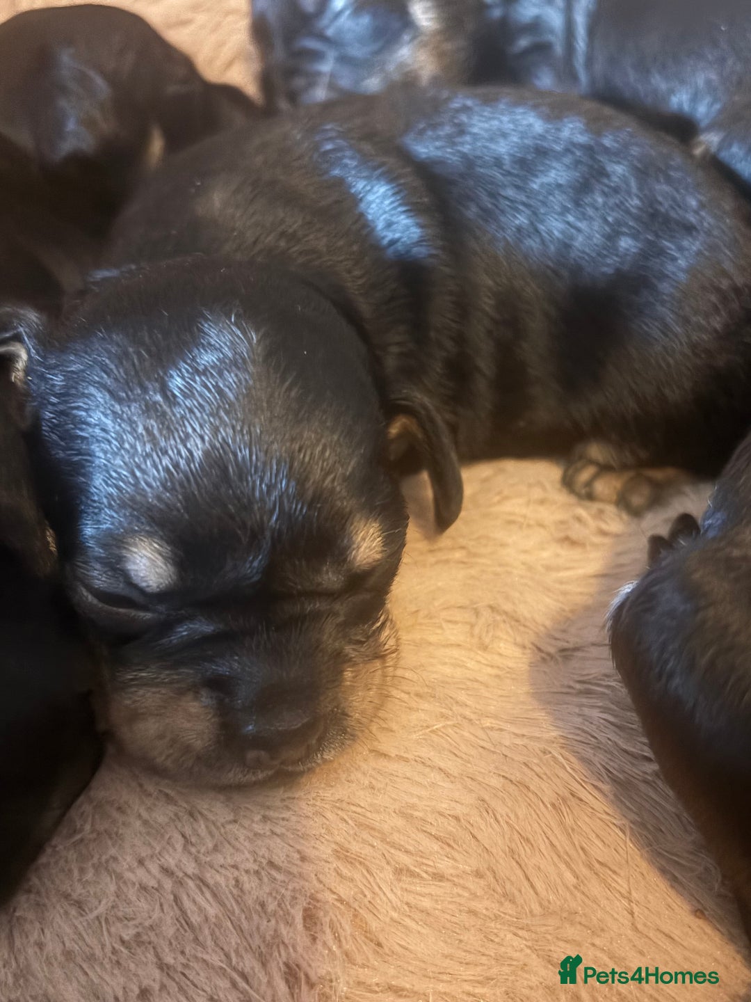 Mixed Breed dogs for sale: Beautiful Baby boy Daug puppy’s-  - Image 6