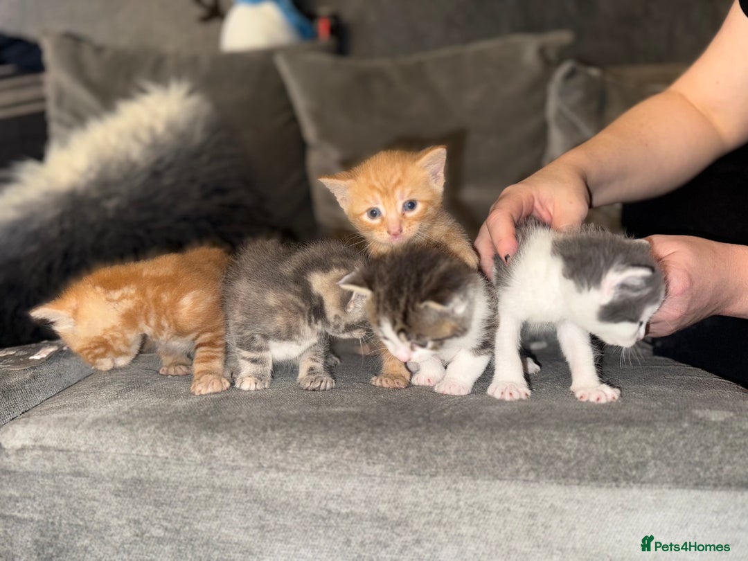 Mixed Breed cats for sale: Stunning kittens ready for new homes  - Advert 3