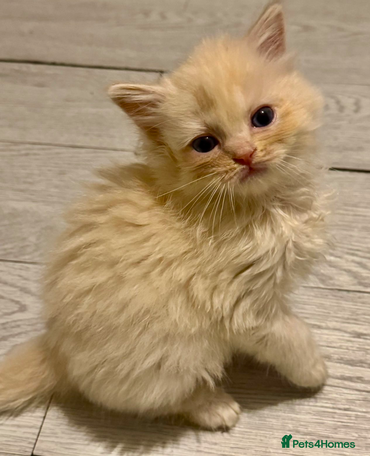 Ragdoll cats Full TICA Reg Ragdolls - Advert 5