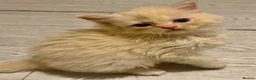 Ragdoll cats for sale: Full TICA Reg Ragdolls - Advert 1