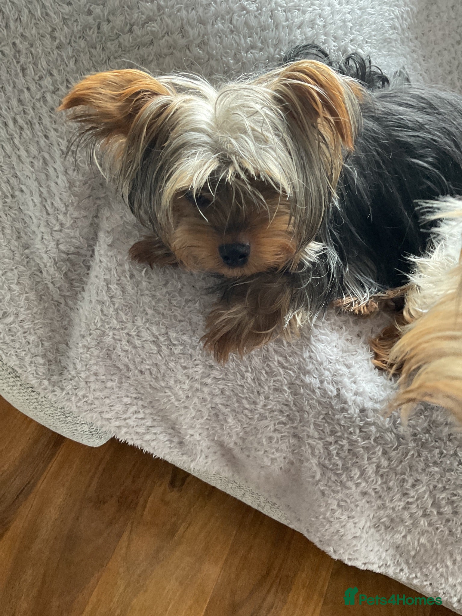 Yorkshire Terrier dogs Beautiful little Yorkshire terrier female - Advert 1