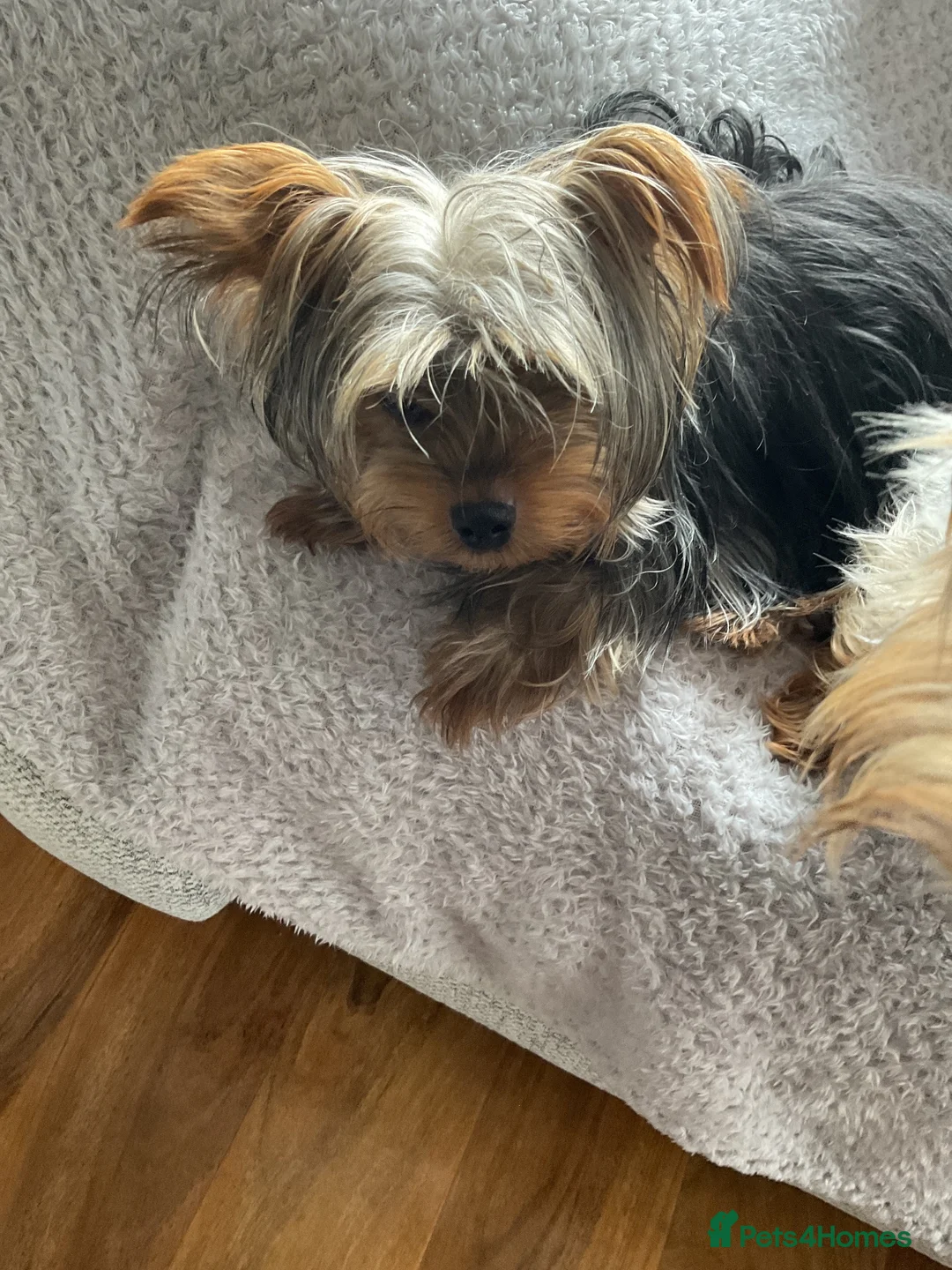 Yorkshire Terrier dogs for sale: Beautiful little Yorkshire terrier female in Mablethorpe - Advert 1