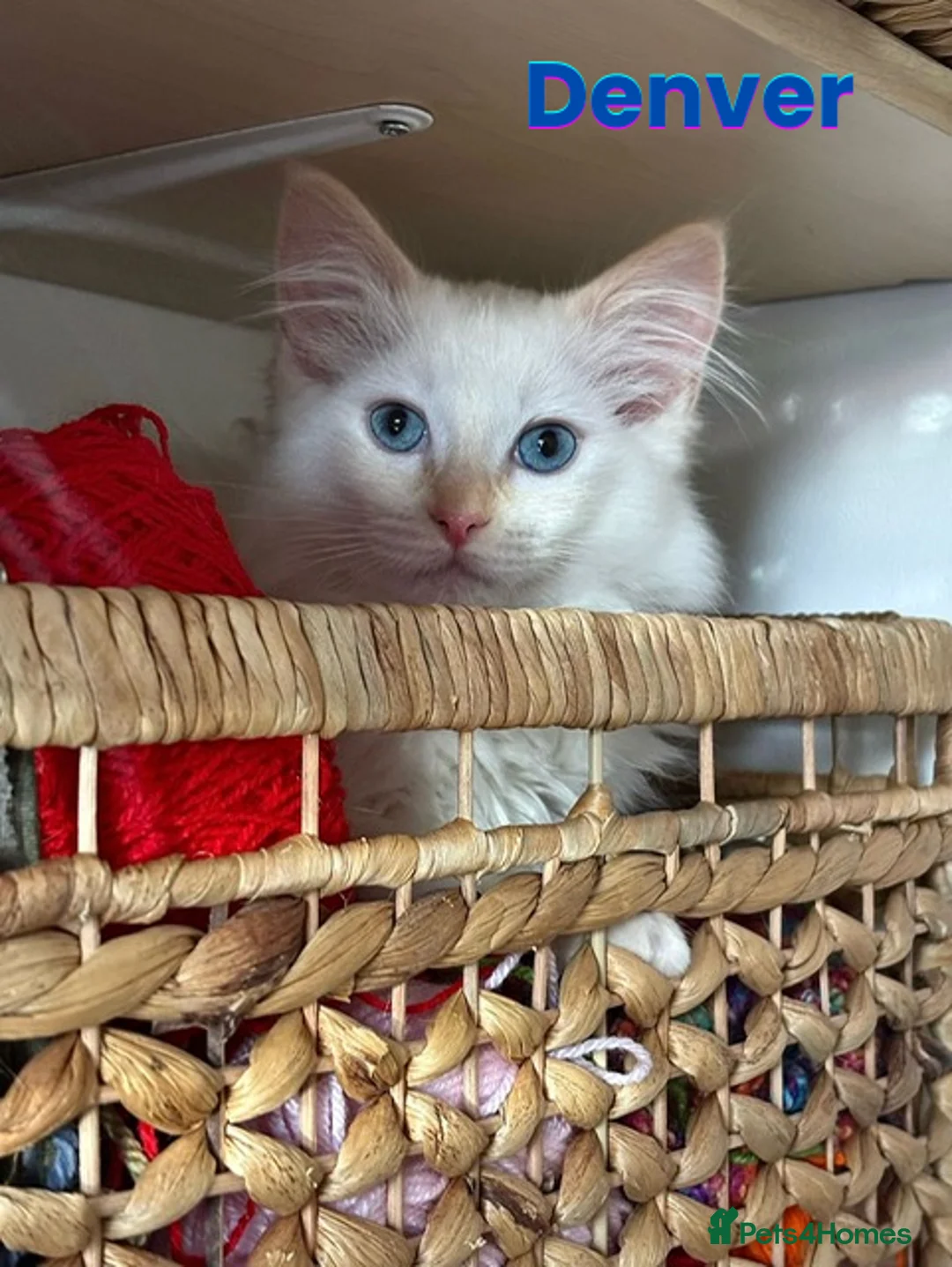 Ragdoll cats for sale: GCCF Registered Red Boys ready to go - Advert 7