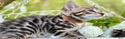 Bengal cats for sale: Beautiful Bengal kittens  - Advert 9